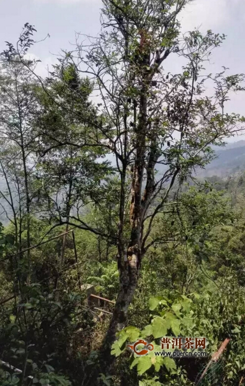 普洱茶落水洞茶区特点：古树易武生普，落水洞普洱茶独特风味。