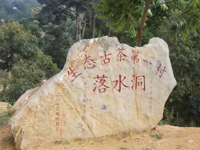 普洱茶落水洞茶区特点：古树易武生普，落水洞普洱茶独特风味。