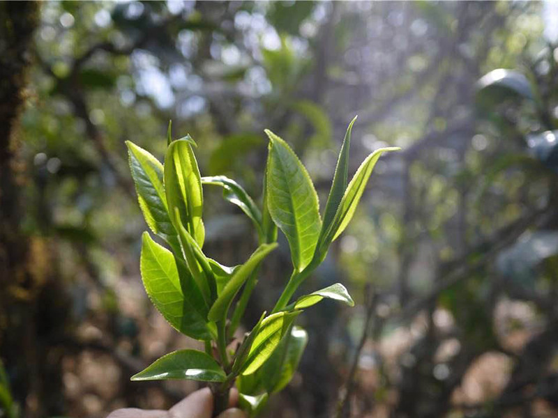 临沧茶版纳茶普洱茶的特点与区别：哪个更好？