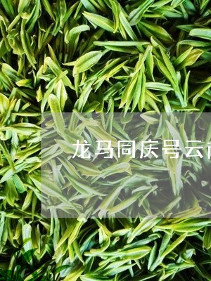 普洱茶龙马同庆：古树茶香，岁月静好，品味经典，传承匠心