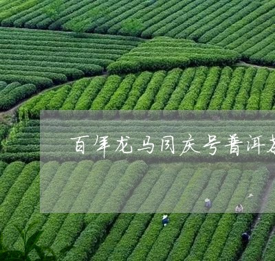 普洱茶龙马同庆：古树茶香，岁月静好，品味经典，传承匠心