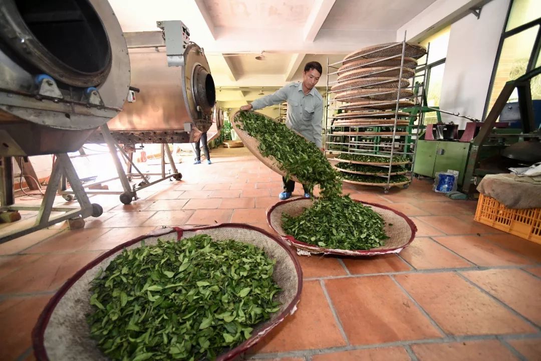 信阳茶厂：优质茶叶生产与供应，品质保证，定制服务，参观旅游指南