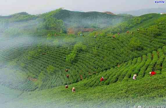 信阳茶厂：优质茶叶生产与供应，品质保证，定制服务，参观旅游指南