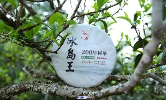 云南普洱冰岛茶：品种特点、制作工艺、品饮技巧及收藏价值全方位解析