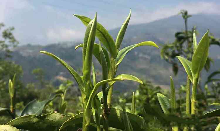 普洱茶无农药的原因与现状：揭示绿色健茶叶的真正品质