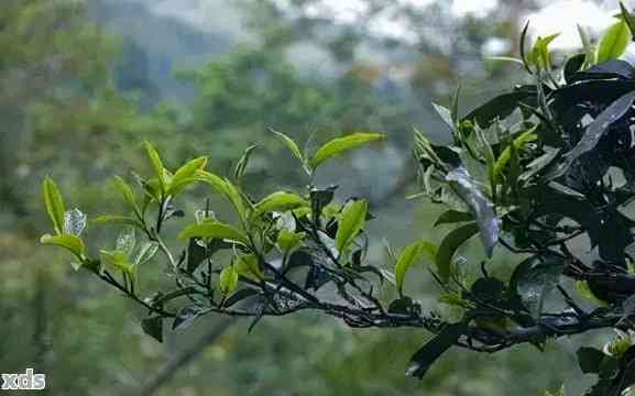 荒山普洱茶的特点、介绍与价格：荒山老树普洱茶的价值解析