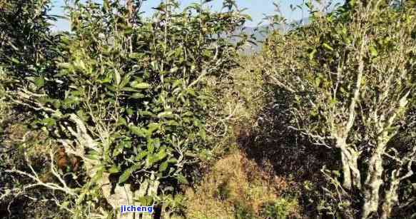 荒山普洱茶的特点、介绍与价格：荒山老树普洱茶的价值解析