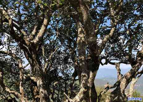 荒山普洱茶的特点、介绍与价格：荒山老树普洱茶的价值解析