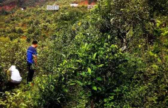 荒山普洱茶的特点、介绍与价格：荒山老树普洱茶的价值解析