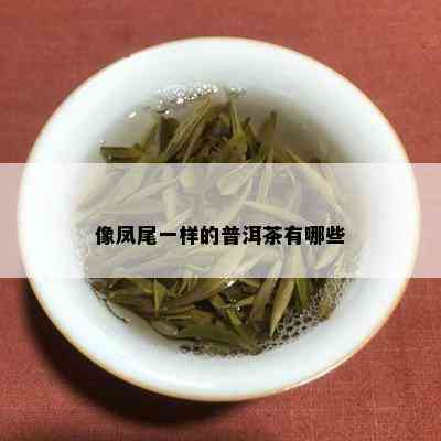 凤尾茶是不是普洱茶