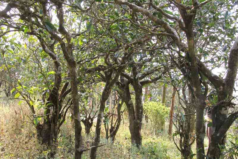 云南普洱茶世家：古树茶价格、普洱茶投资、茶马古道文化