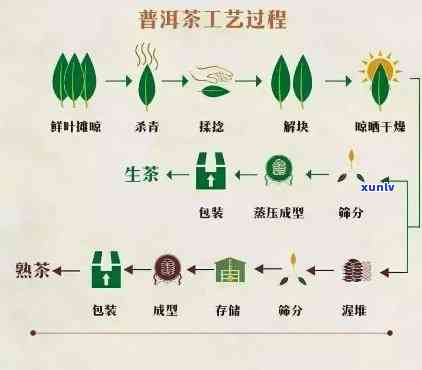 新普洱茶杀青的科学原理及其对茶叶品质的影响