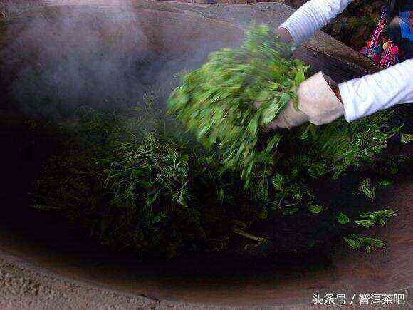 新普洱茶杀青的科学原理及其对茶叶品质的影响