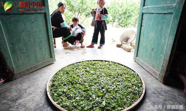 制茶普洱茶杀青过程