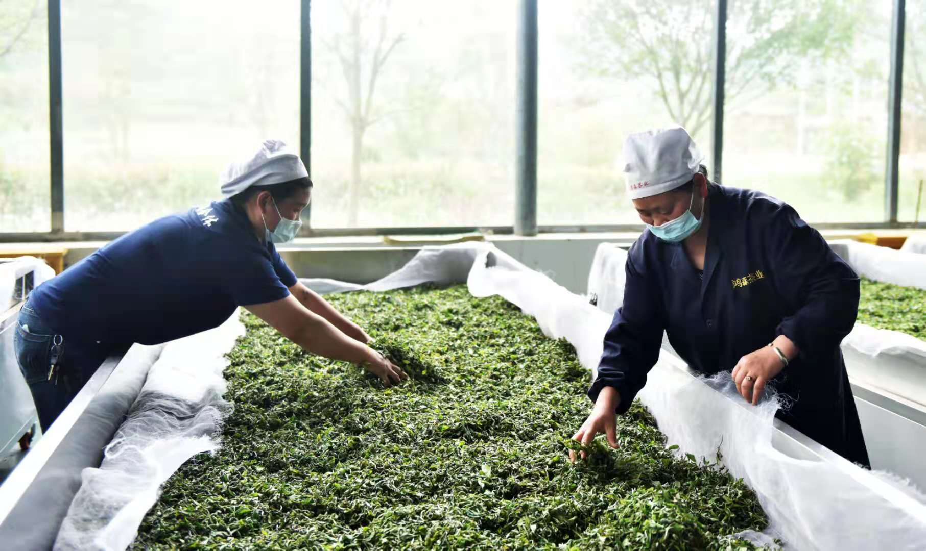 浙江湖州茶叶基地：探索高品质茶叶的种植、加工与品鉴之旅