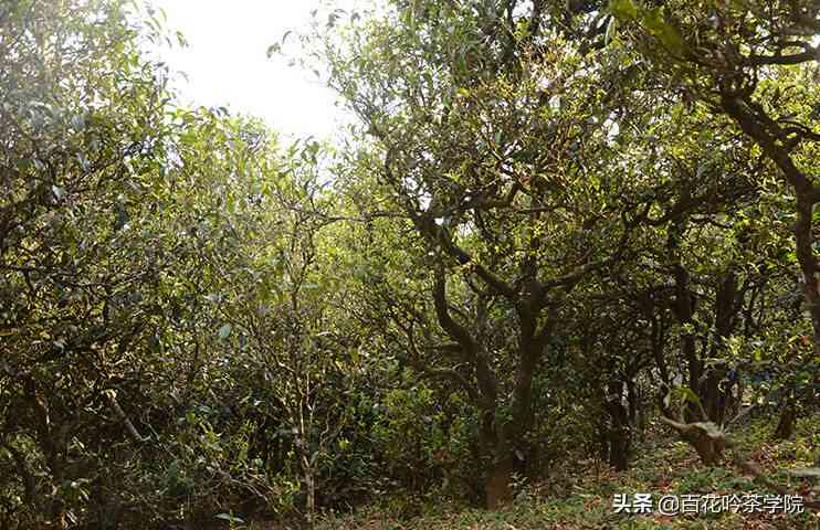 新普洱茶谷雨时节的特色品种及其名称探究