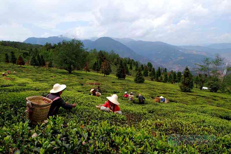 云南景谷茶区：探寻普洱茶名产地及其独特魅力