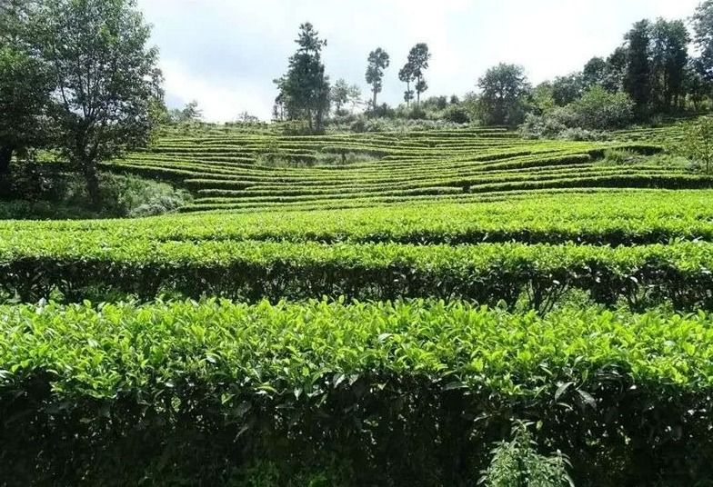 兴海茶厂的绿色守护：大树下的生态茶园探索