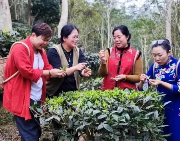 兴海茶厂的绿色守护：大树下的生态茶园探索