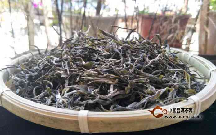 冰岛木茶：古树茶的代表品种？了解其特点与鉴别方法