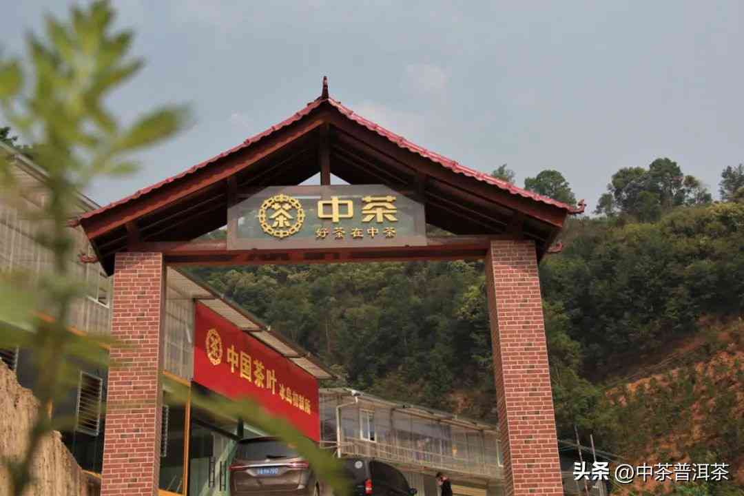 冰岛母树普洱茶味道