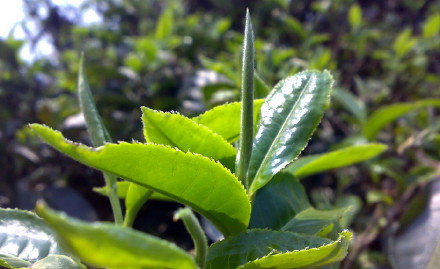 冰岛母树普洱茶味道