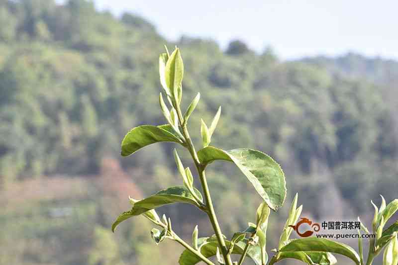 春茶上市普洱茶产地在哪？普洱茶春茶上市时间