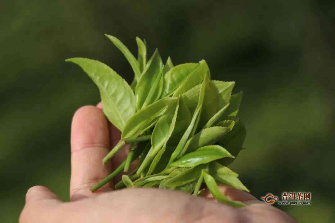 春茶上市普洱茶产地在哪？普洱茶春茶上市时间