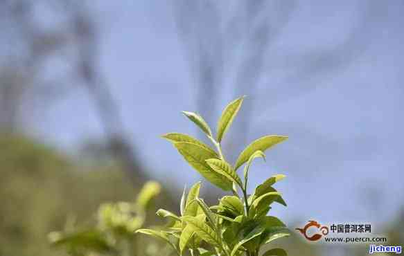 新探索普洱茶春茶的上市时间，品味茶叶的新生时刻