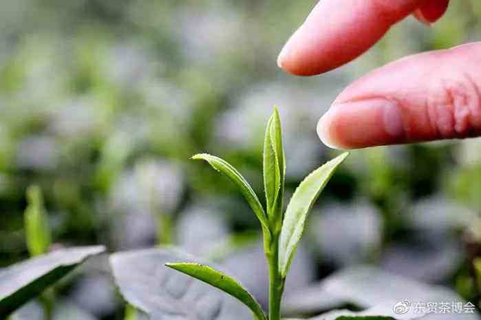 新探索普洱茶春茶的上市时间，品味茶叶的新生时刻