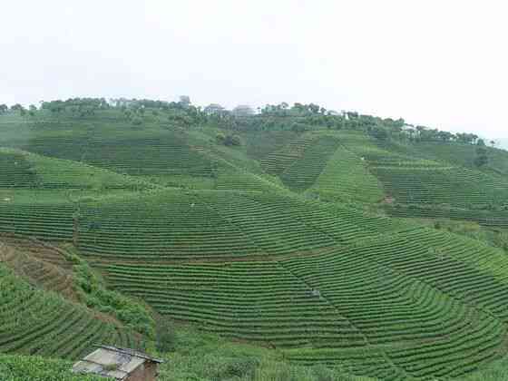 探索普洱茶的故乡：中国天下的普洱茶产地