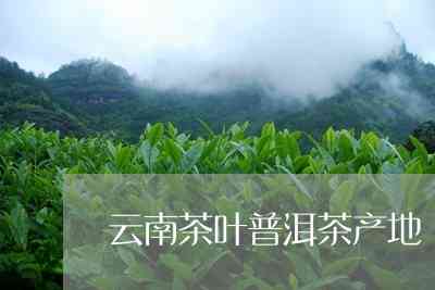 探索普洱茶的故乡：中国天下的普洱茶产地