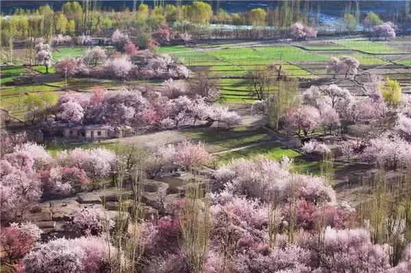 塔什库尔干县的特产药材与种植：玛咖雪菊及其他珍贵宝藏