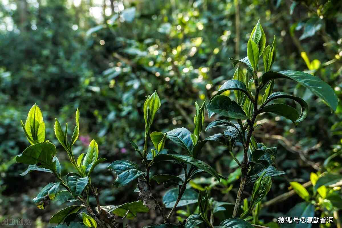 全面了解山涧普洱茶价格：每斤多少钱？购买时应注意哪些因素？