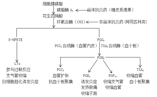 天山翠作用与功效：全面解析其药理效应与医疗价值