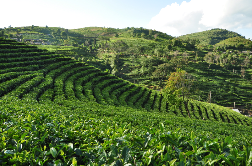 勐海普洱茶现代茶