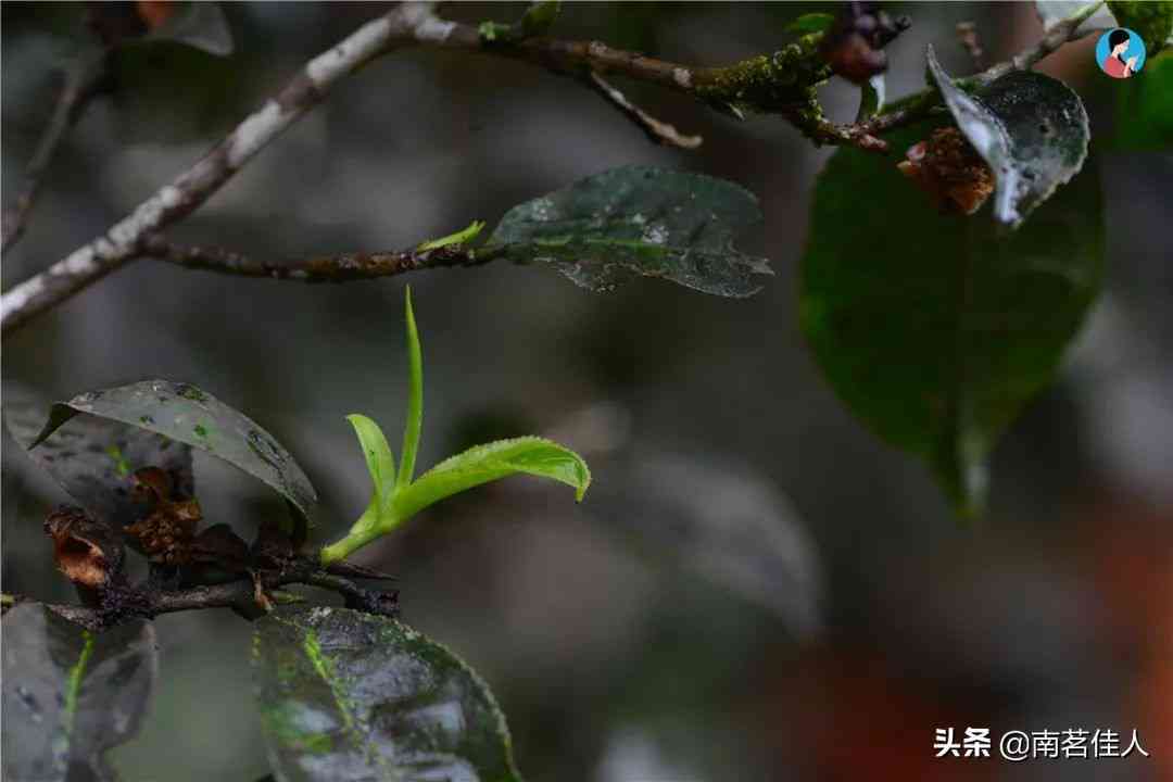 喜欢普洱茶叶的人的性格特征及其影响因素：一项全面研究