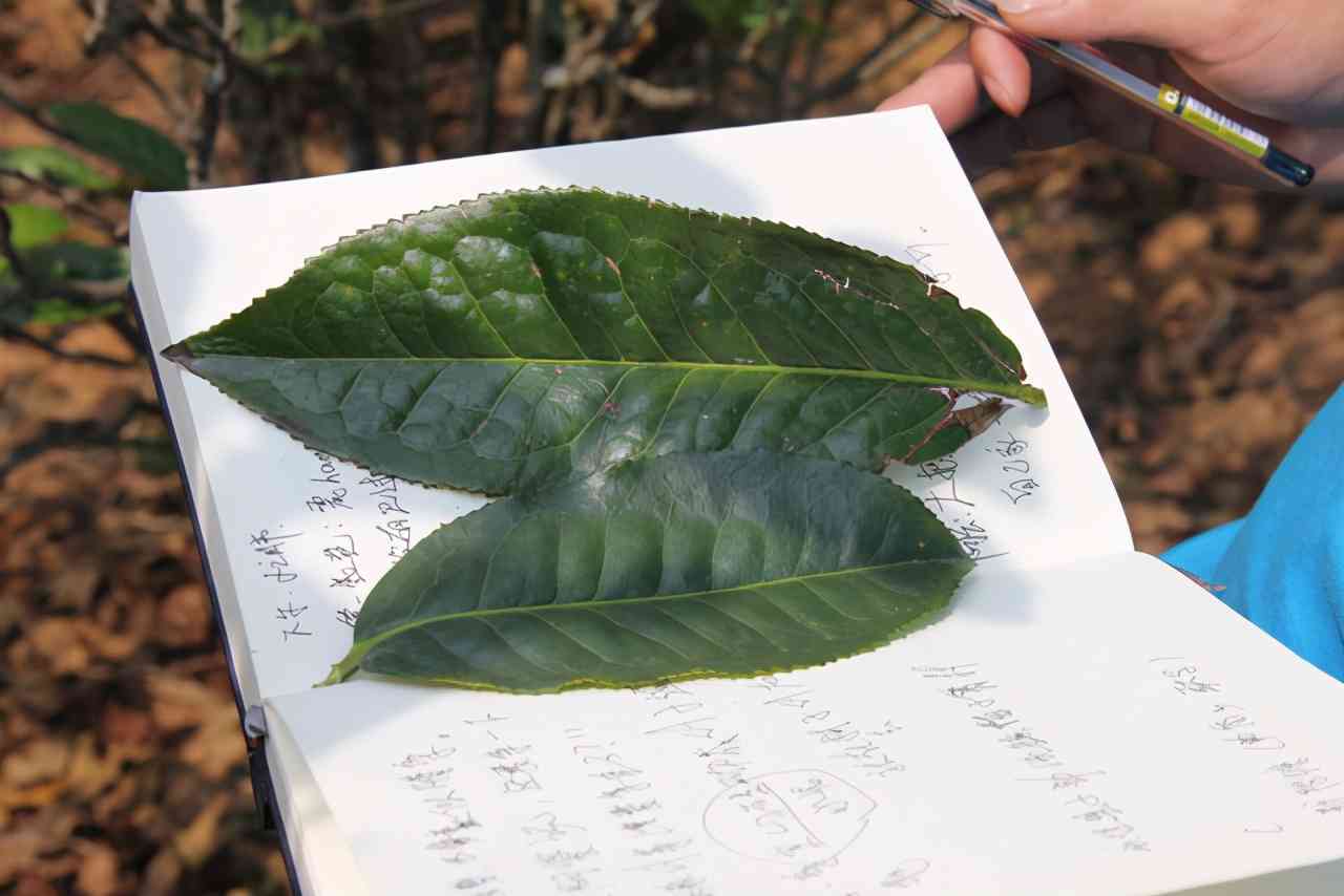 色包装冰岛普洱茶