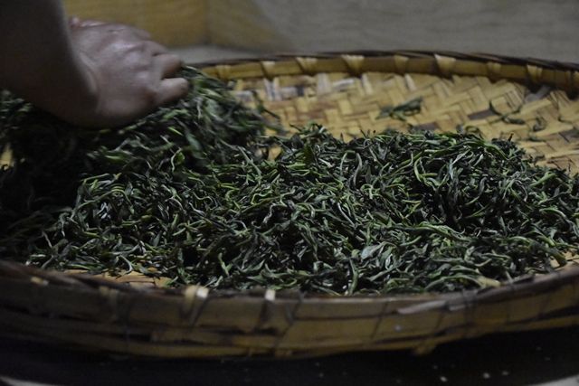 春茶上市普洱茶价格