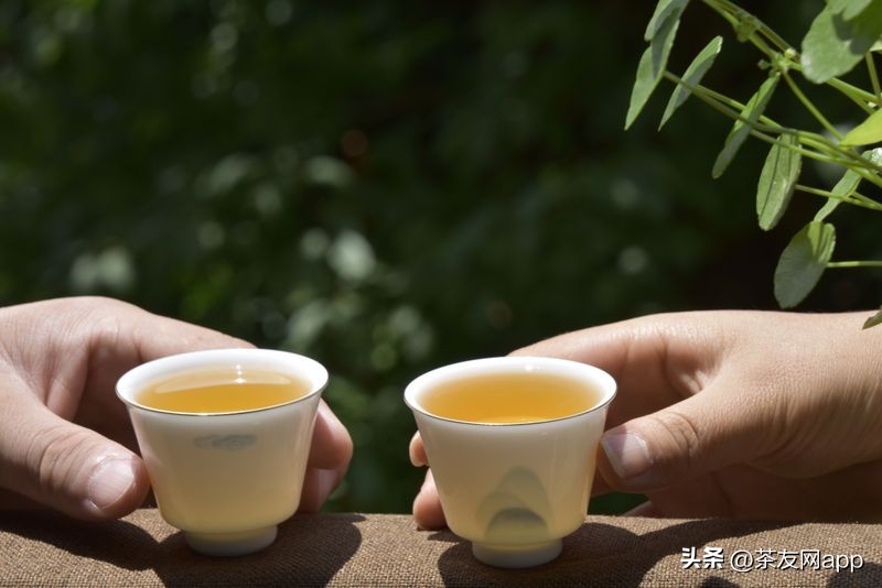 春茶上市普洱茶价格