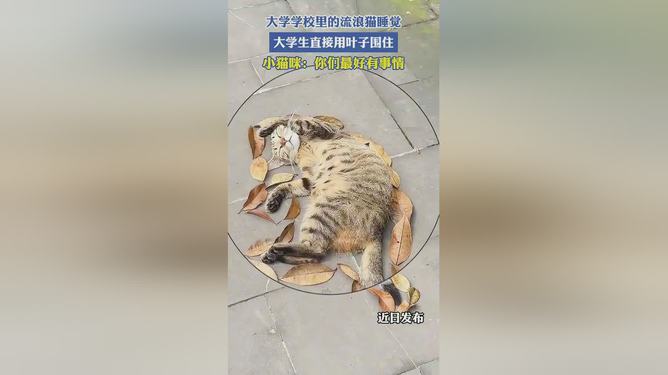 在树叶上舞蹈：探寻和田玉猫的文化象征与寓意