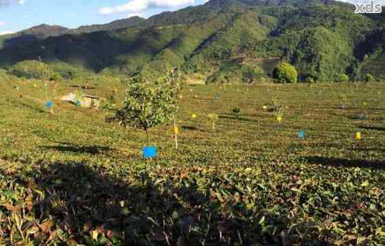 永德县秀林普洱茶厂生产的茶：品质与种类详解，官网及生产地背景解析