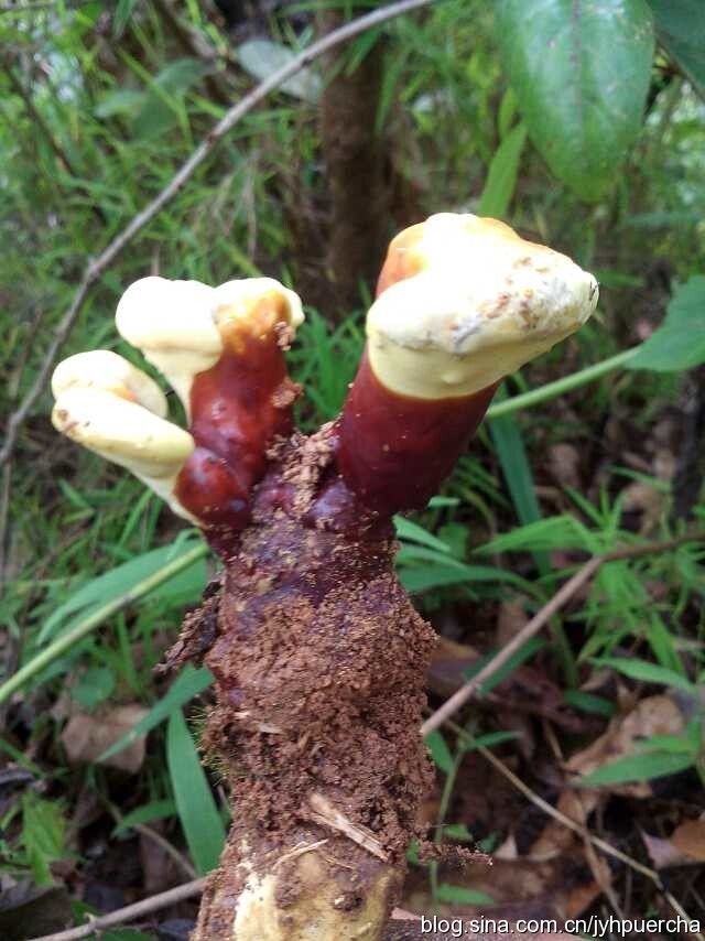 普洱茶和灵芝一起煮可以喝吗？