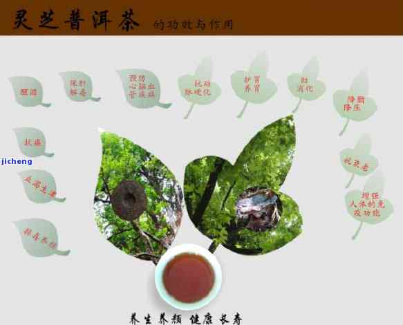 灵芝与普洱茶叶搭配泡茶的全方位指南：如何制作、功效及注意事项