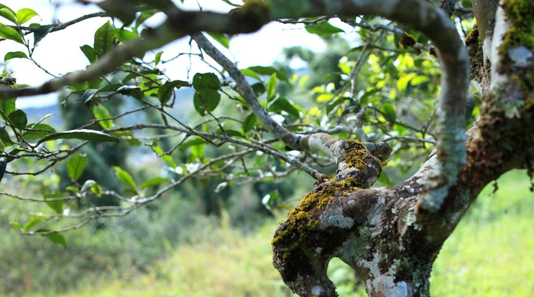 临沧普洱茶牛年大吉，云南临沧茶区2020年价格及厂家信息