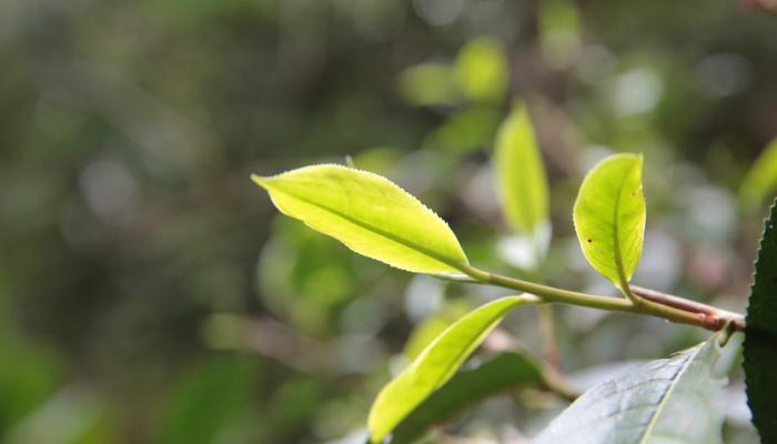 倚邦普洱茶：易武产区的高品质茶叶还是其他地区的？