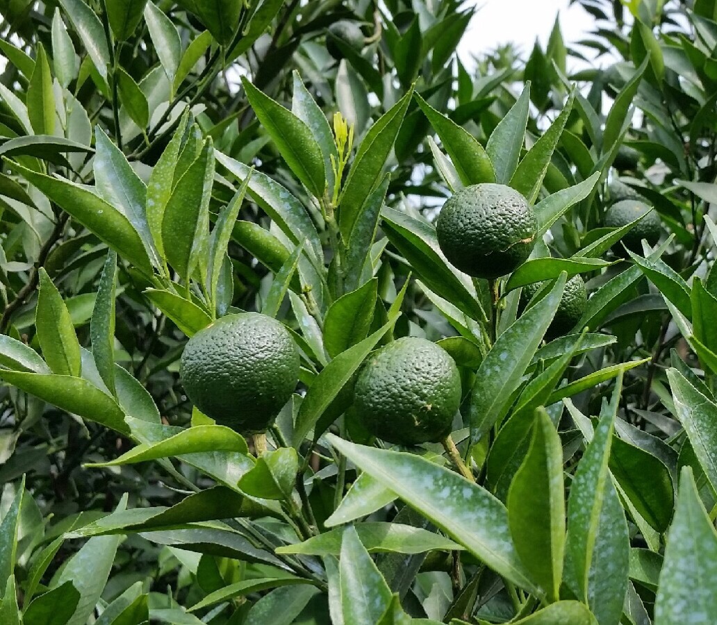 青柑茶的健益处：新会特产的独特功效分析