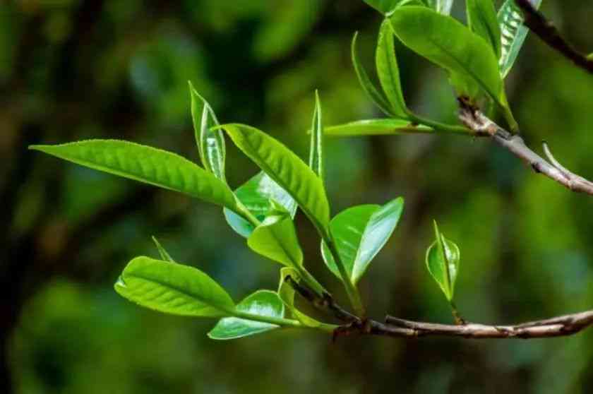 永德忙肺茶：一种具有独特药用效果的高山茶饮