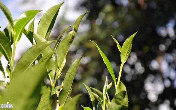 普洱茶有青草味道吗？为什么不能喝？普洱茶有股青草味怎么办？