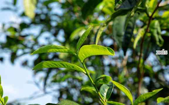 普洱茶有青草味道吗？为什么不能喝？普洱茶有股青草味怎么办？